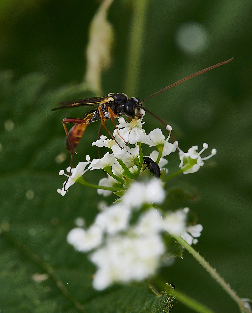 KellingHeathIchneumon020721-1