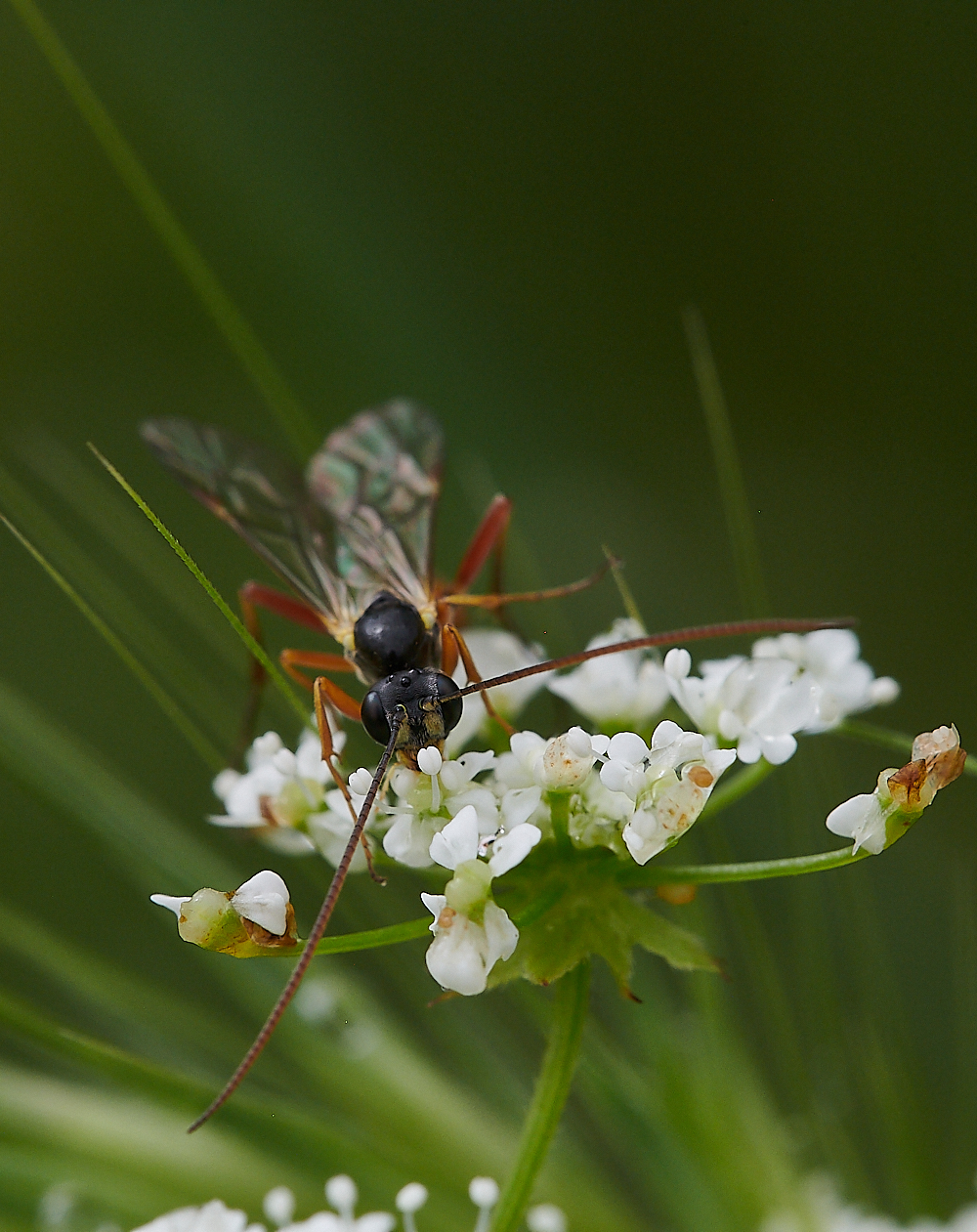 KellingHeathIchneumon020721-12