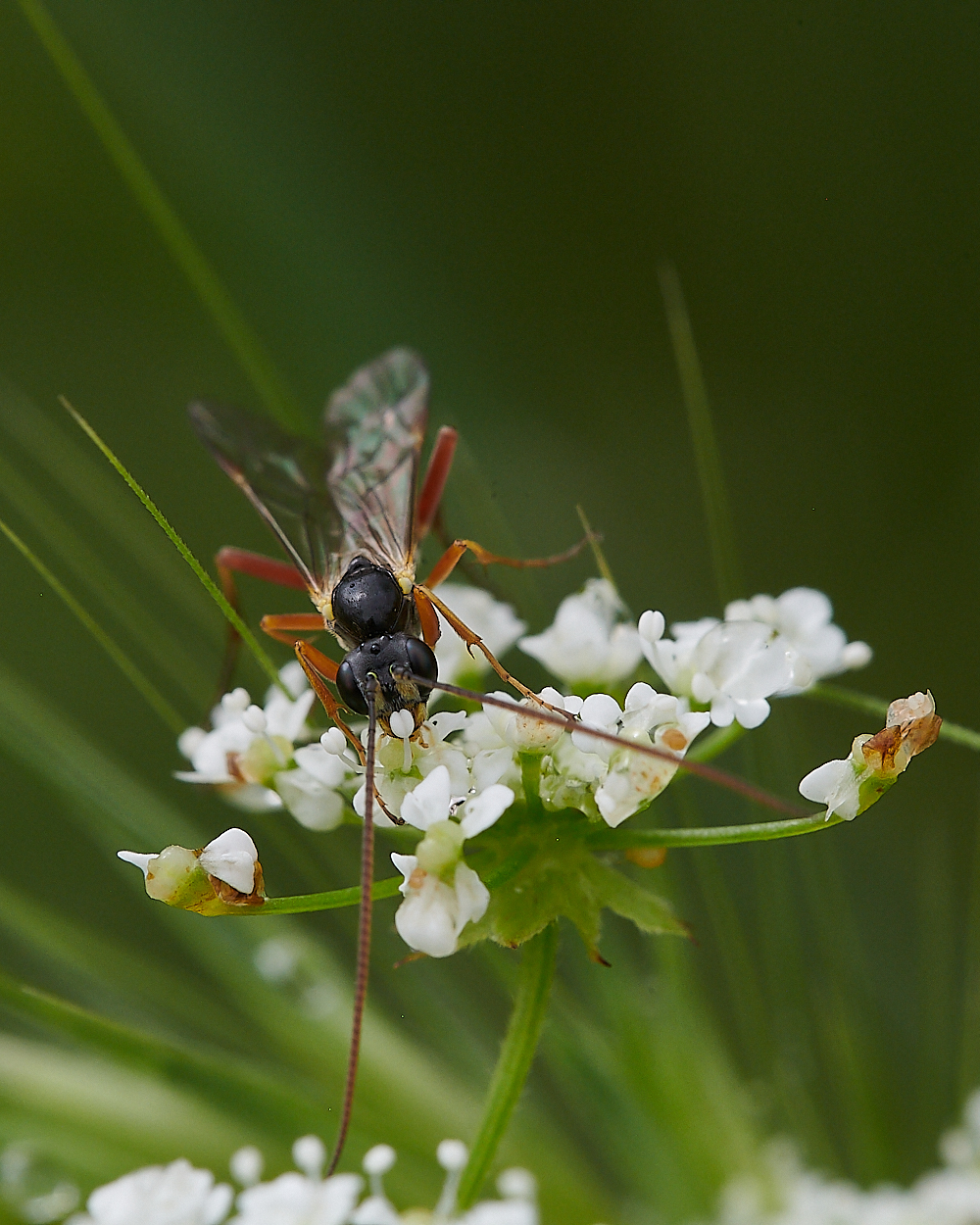 KellingHeathIchneumon020721-14