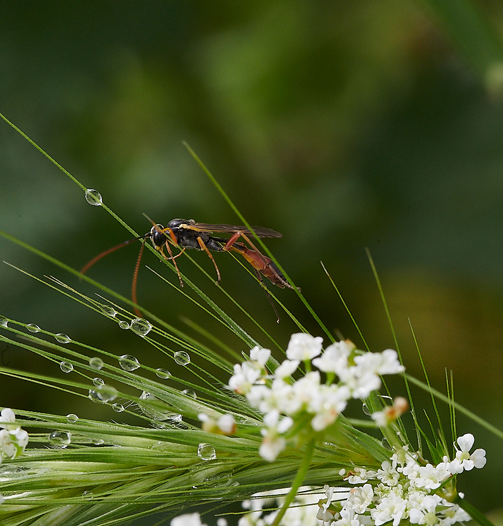 KellingHeathIchneumon020721-2