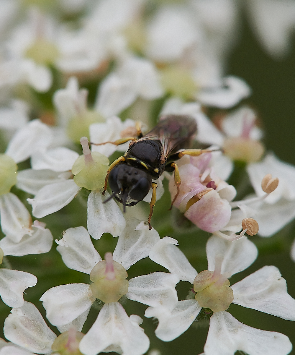 KellingHeathLittleWasp020721-2