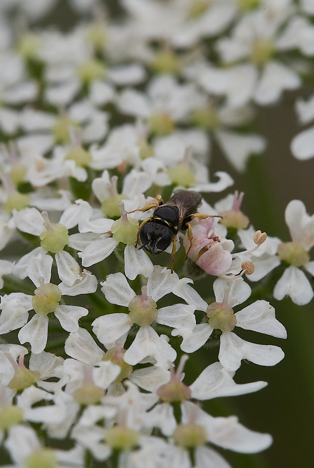 KellingHeathLittleWasp020721-3