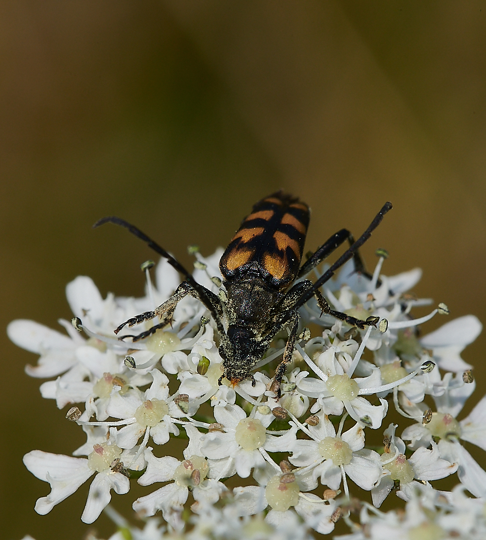 KellingHeathLongHorn200721-1