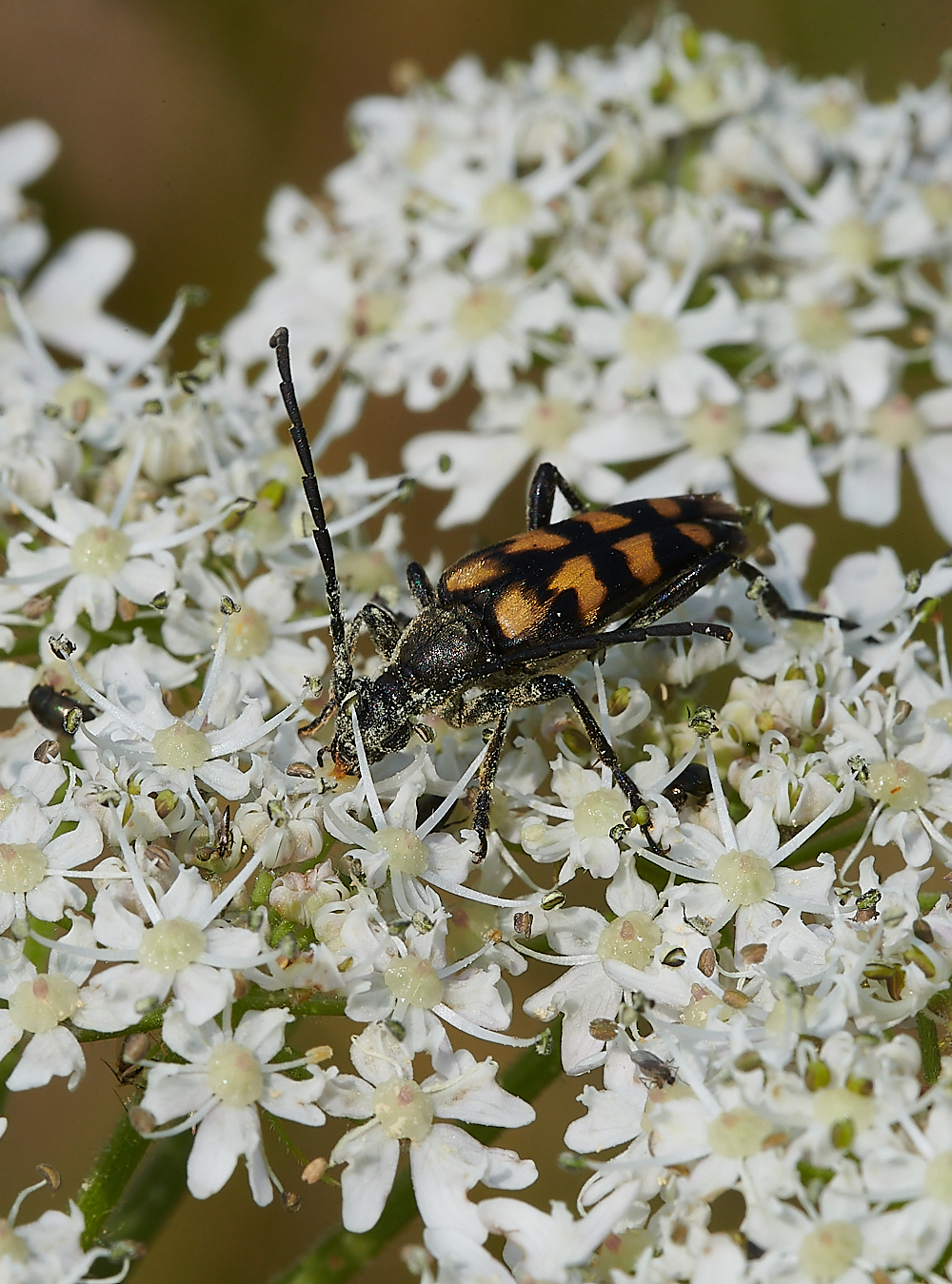 KellingHeathLongHorn200721-2