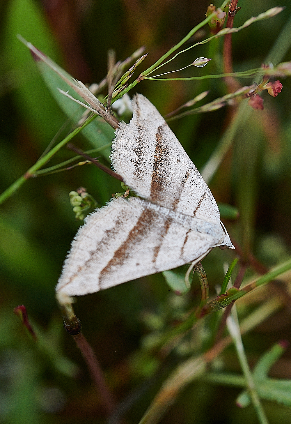 KellingHeathMoth020721-16