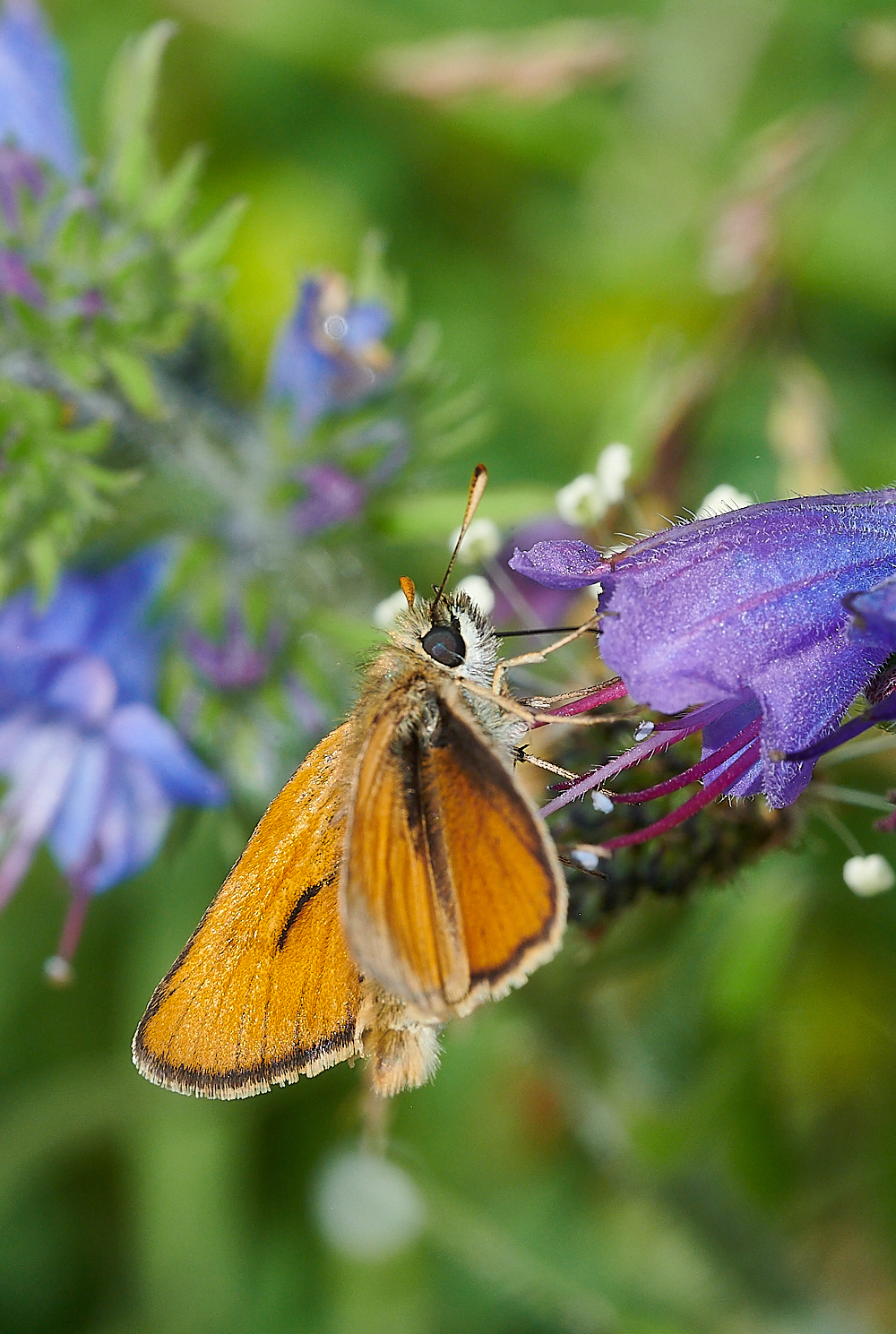 KellingHeathSmallSkipper020721-1