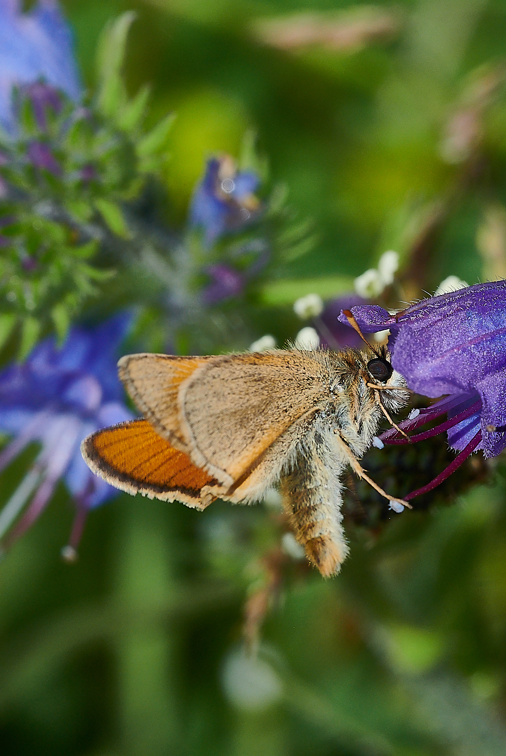 KellingHeathSmallSkipper020721-2