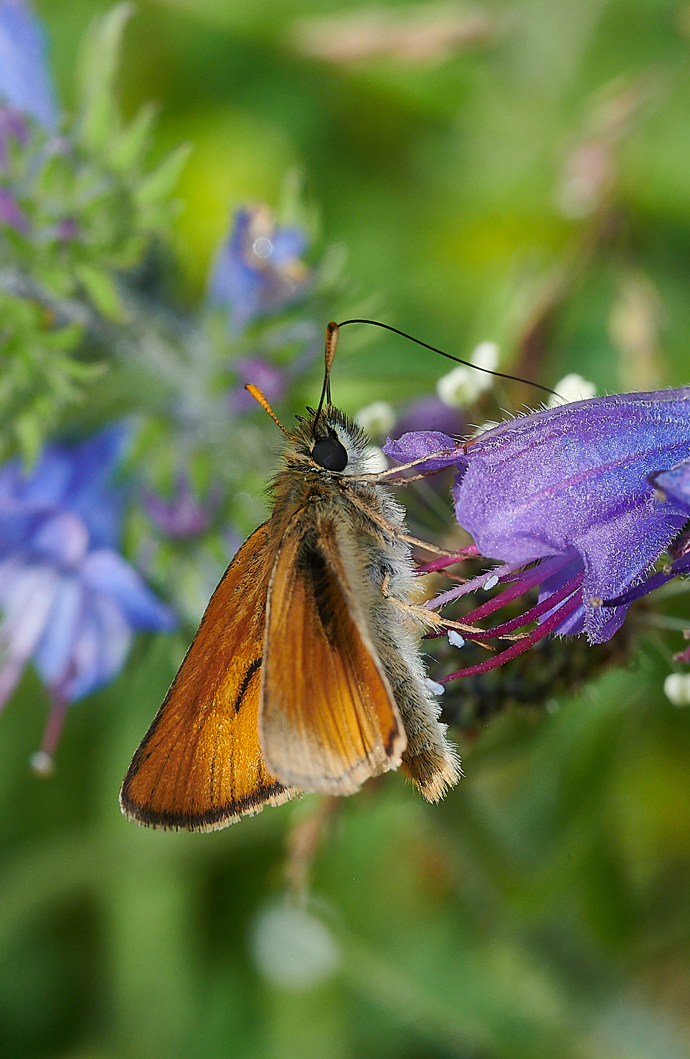 KellingHeathSmallSkipper020721-3