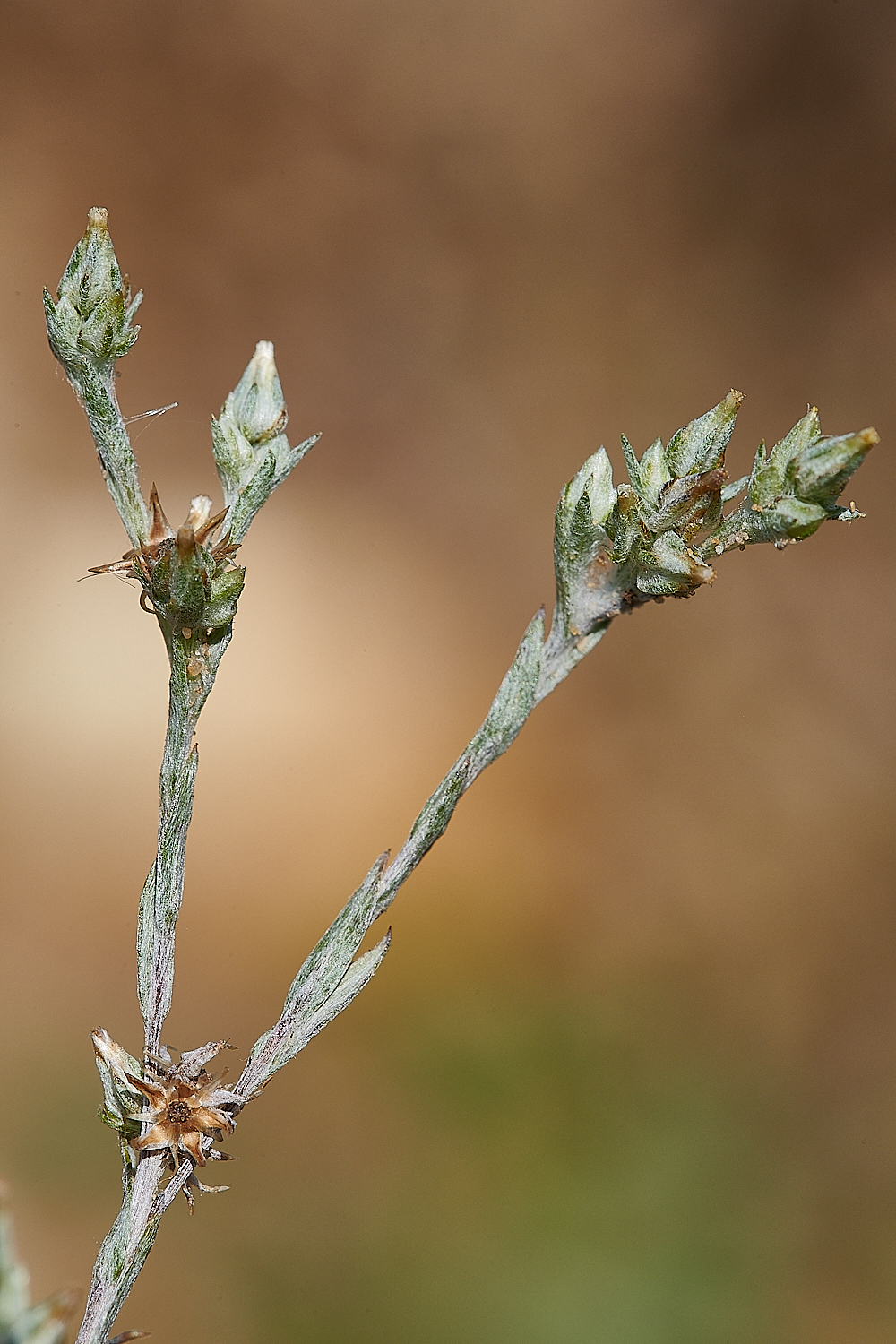 LyndfordCudweed040821-1