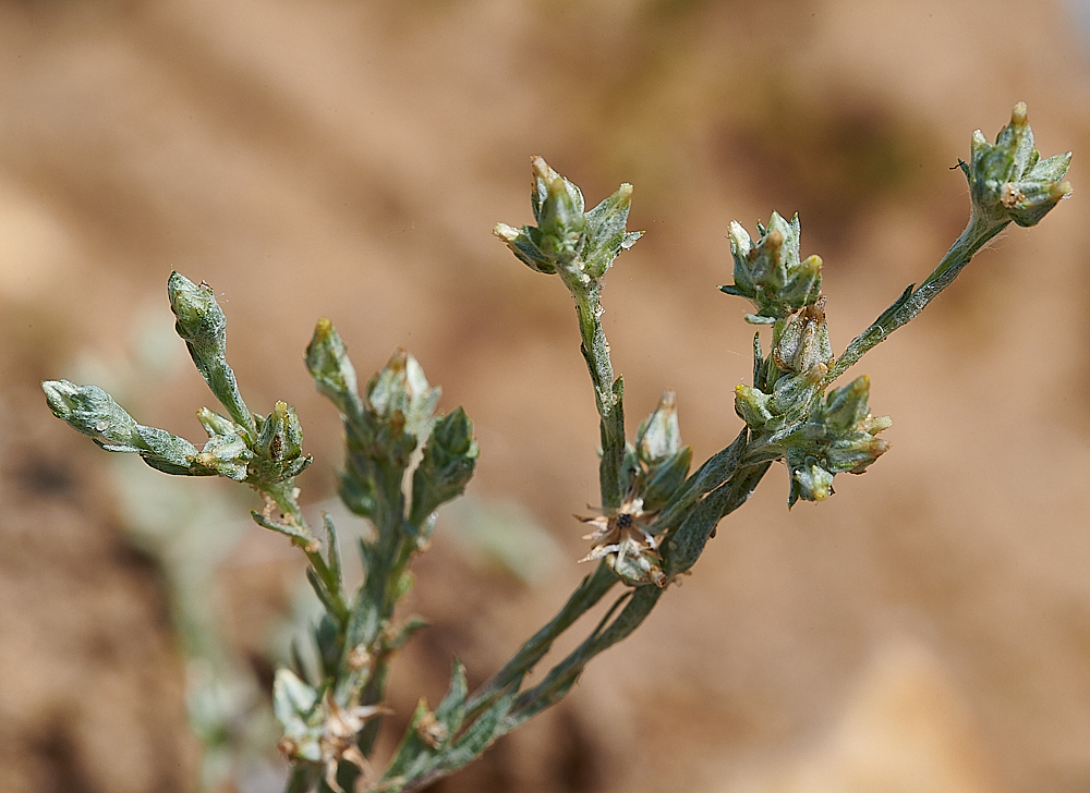 LyndfordCudweed040821-2