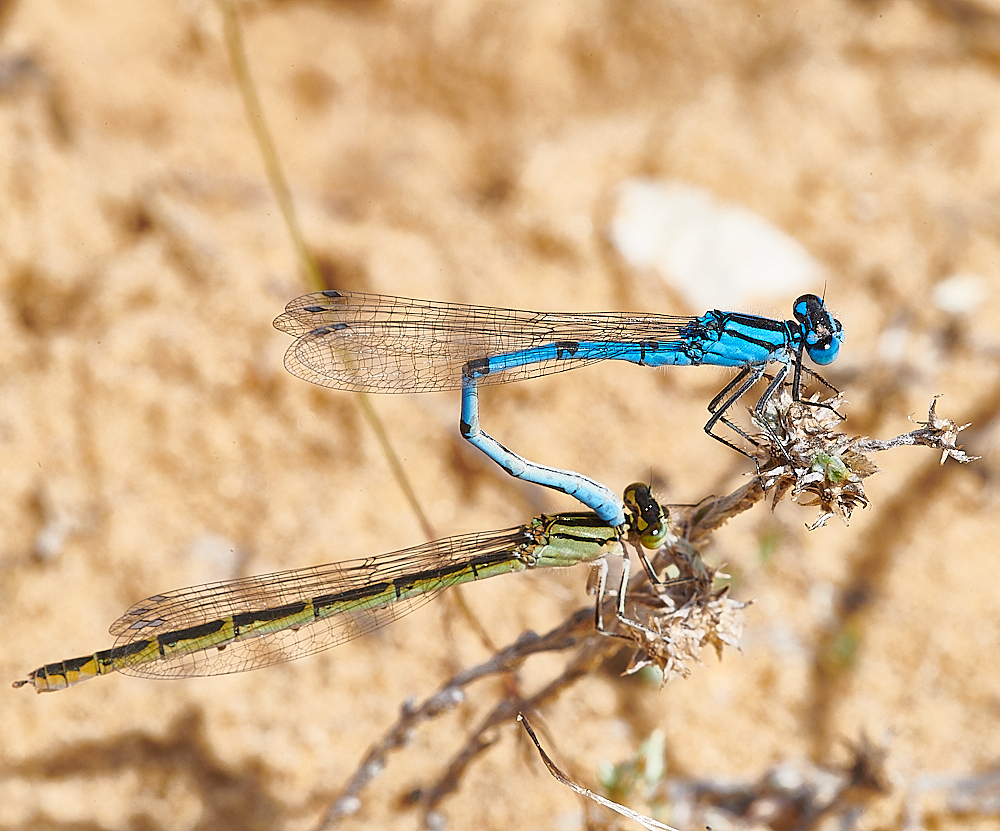 LyndfordDamsel040821-1