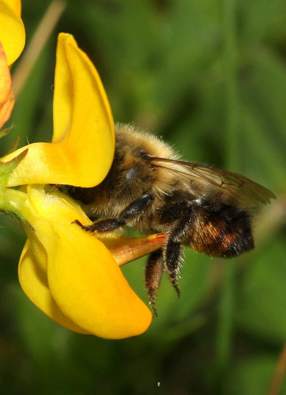 Megachile circumcincta f Findochty 22.06.2019 (6)