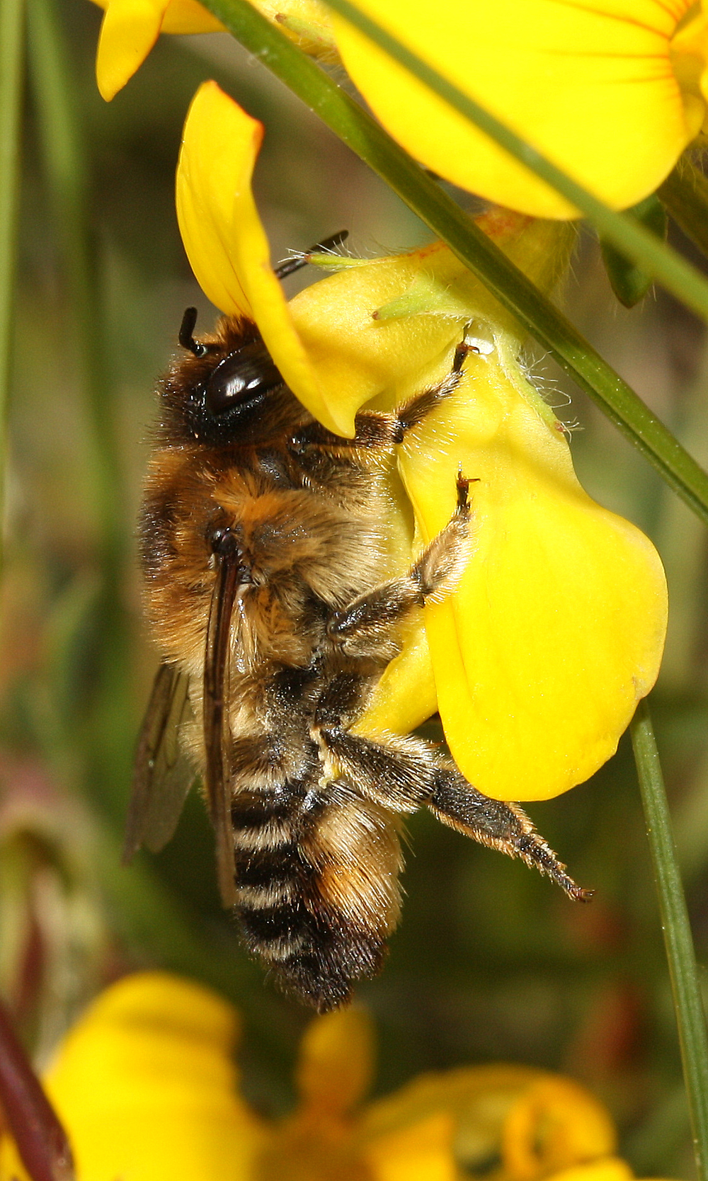 Megachile maritima f Holkham 09.06.2020 (1) - Copy