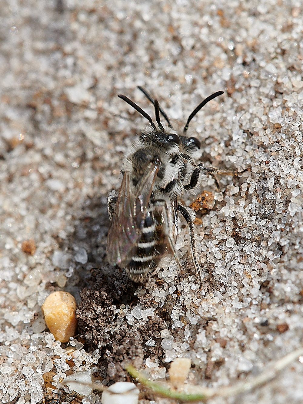 RoydonCommonAndrena2males110821-3