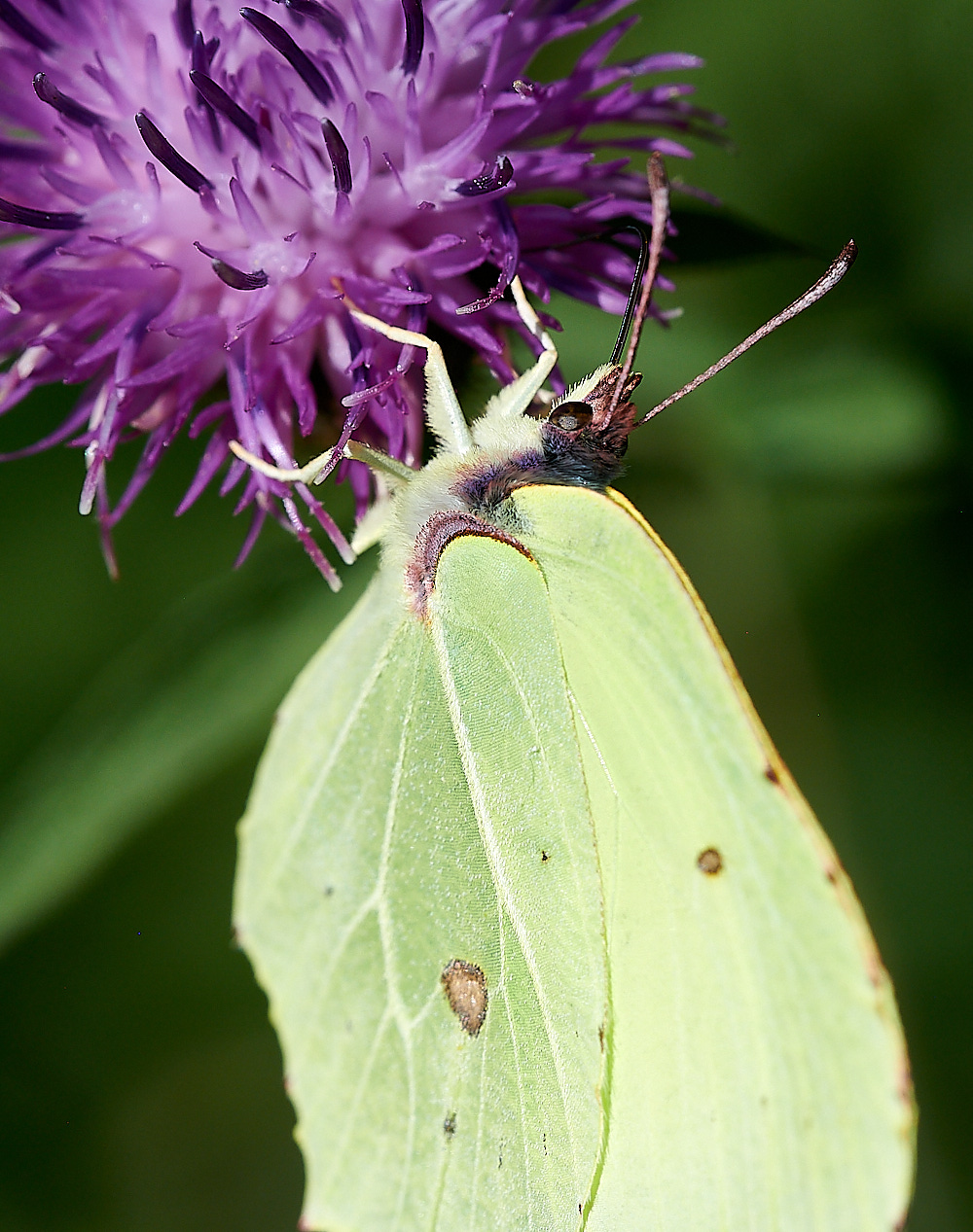 RoydonCommonComma110821-1