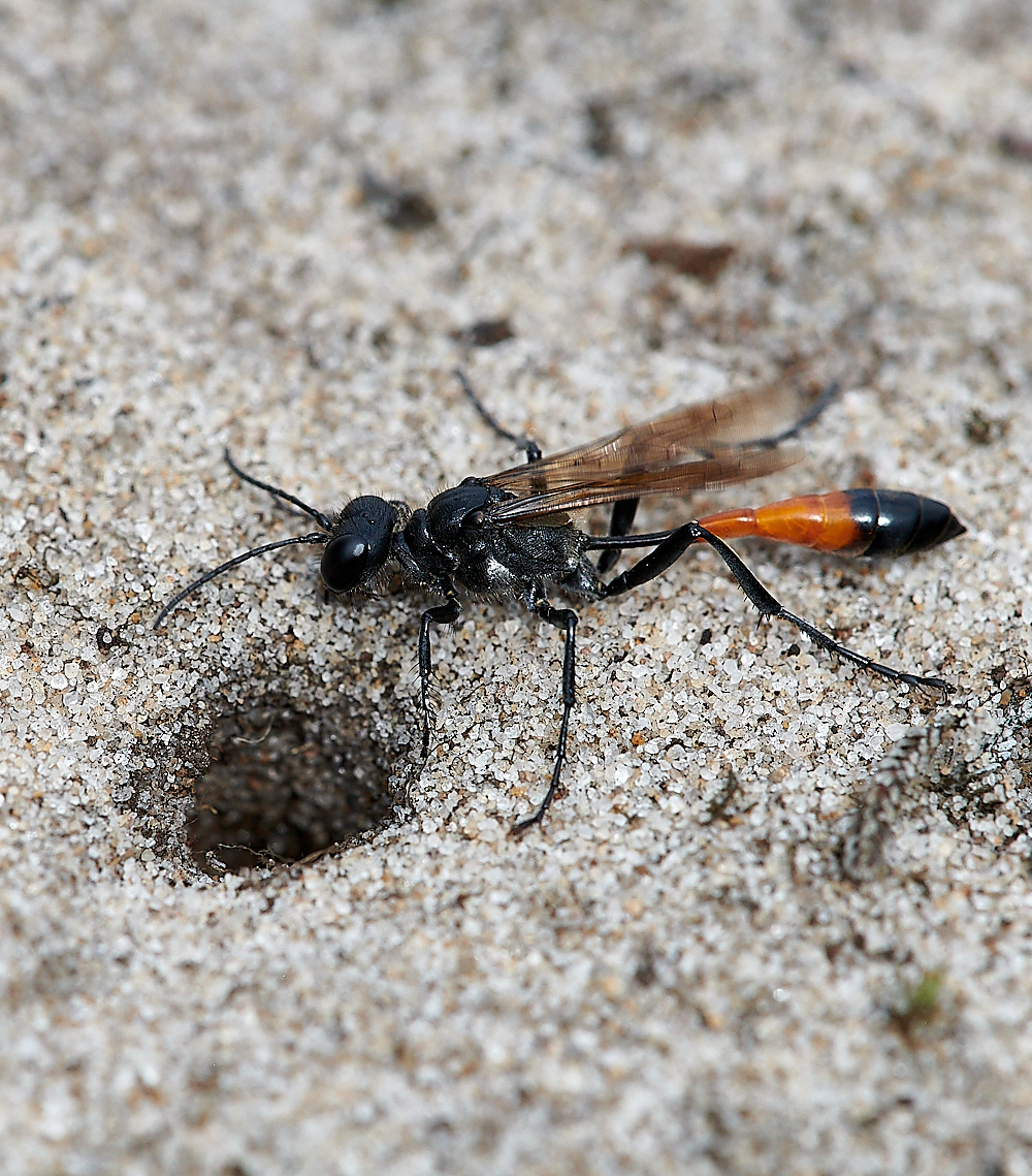 RoydonCommonSandWasp110821-1