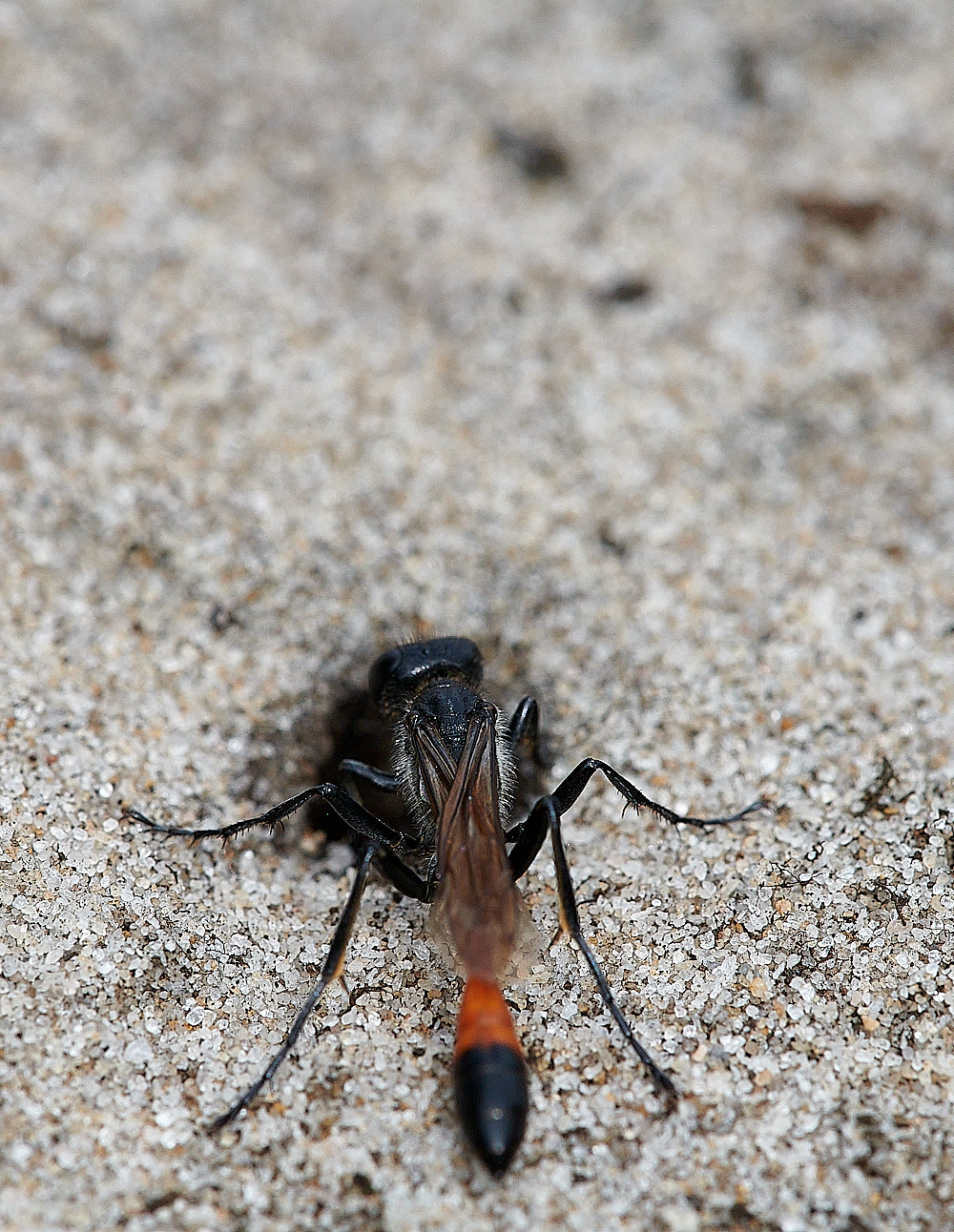 RoydonCommonSandWasp110821-2