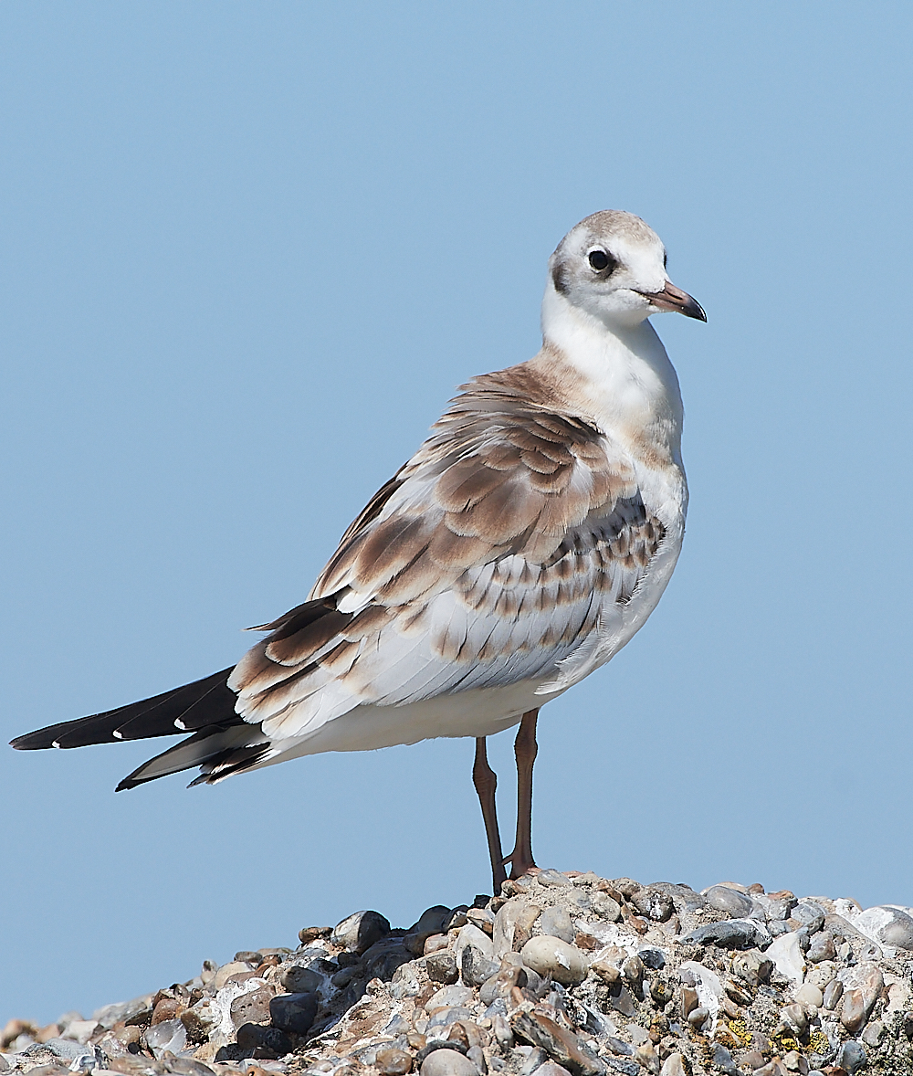 SalthouseBlackHeadedGull170721-1