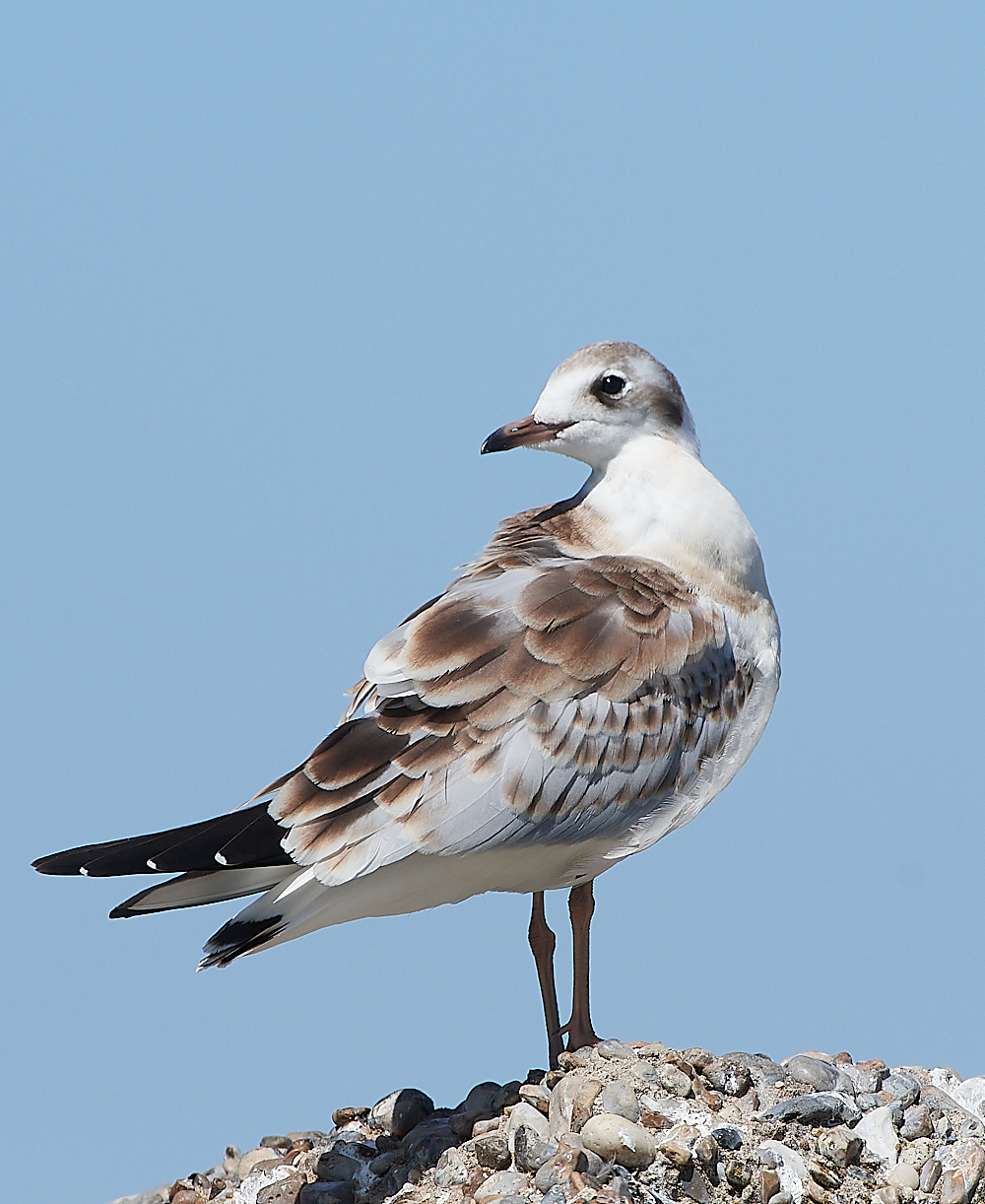 SalthouseBlackHeadedGull170721-2