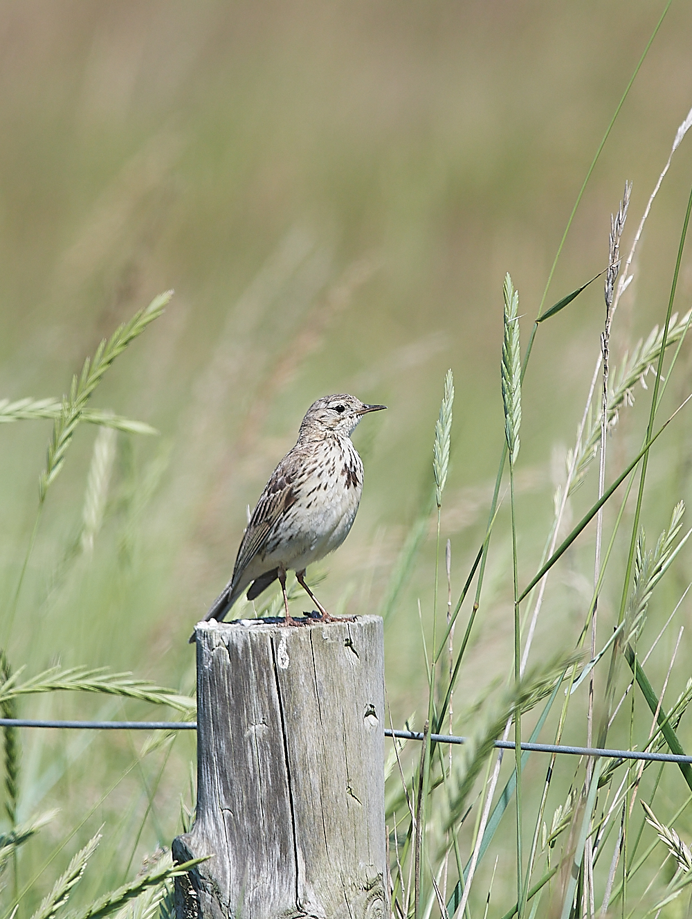 SalthouseMeadowPipit170721-1