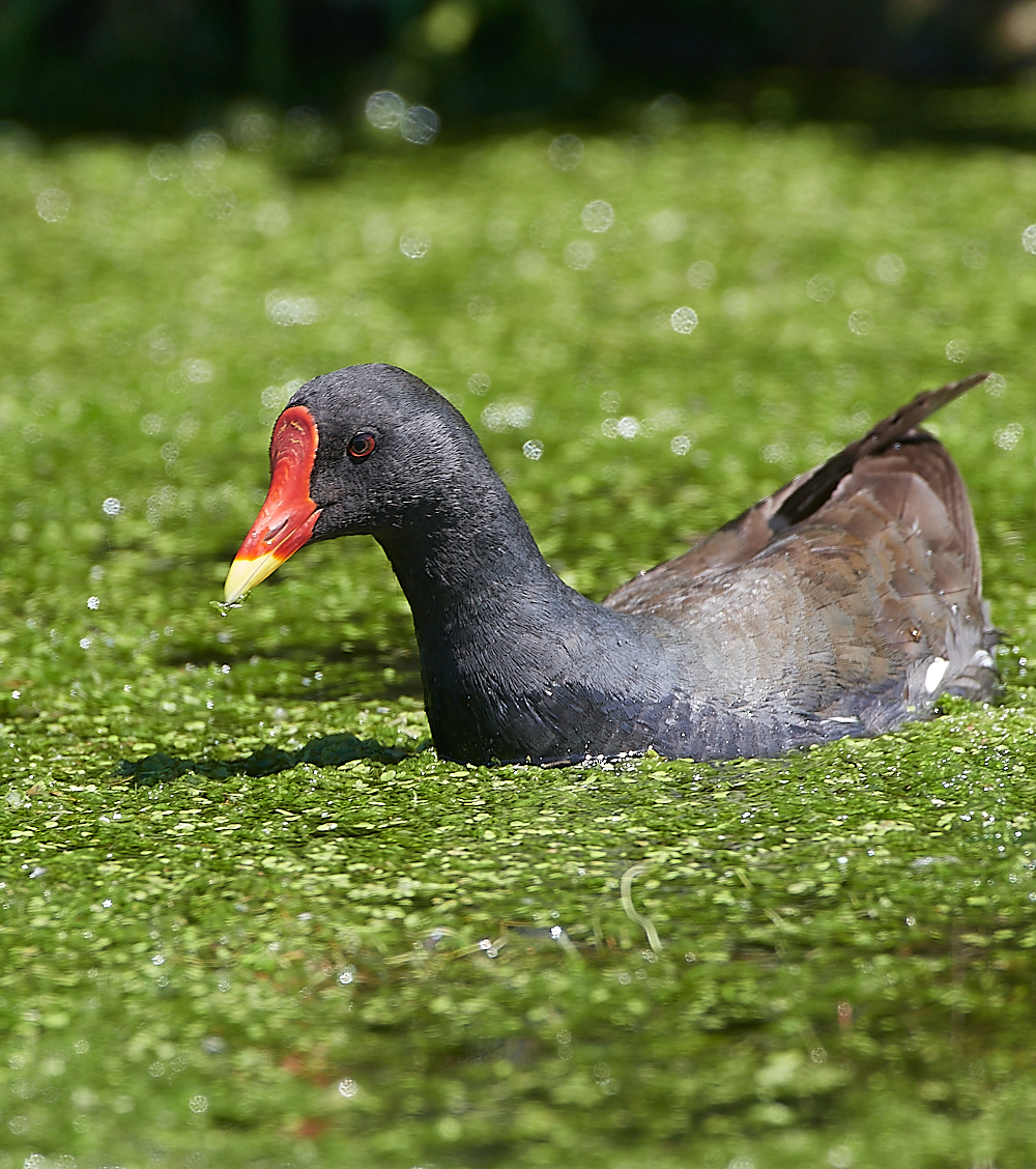 SalthouseMoorhen170721-1