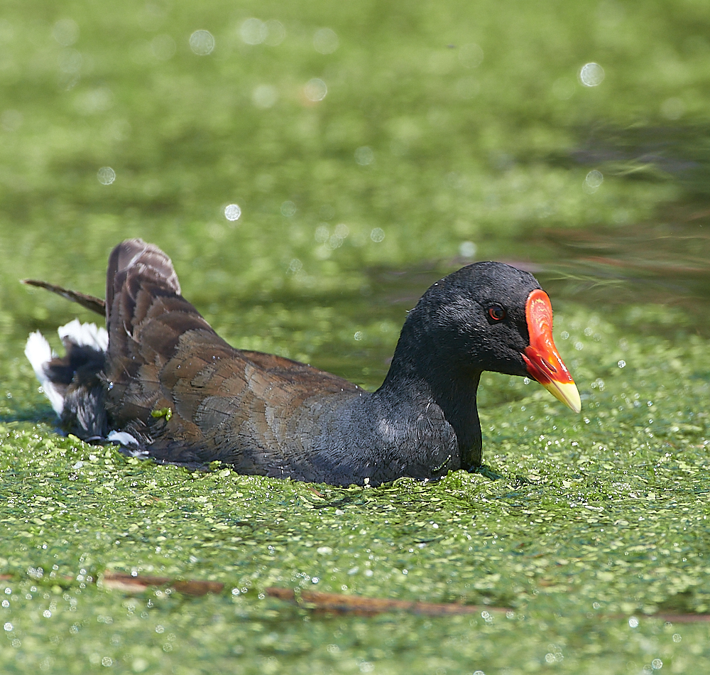 SalthouseMoorhen170721-2