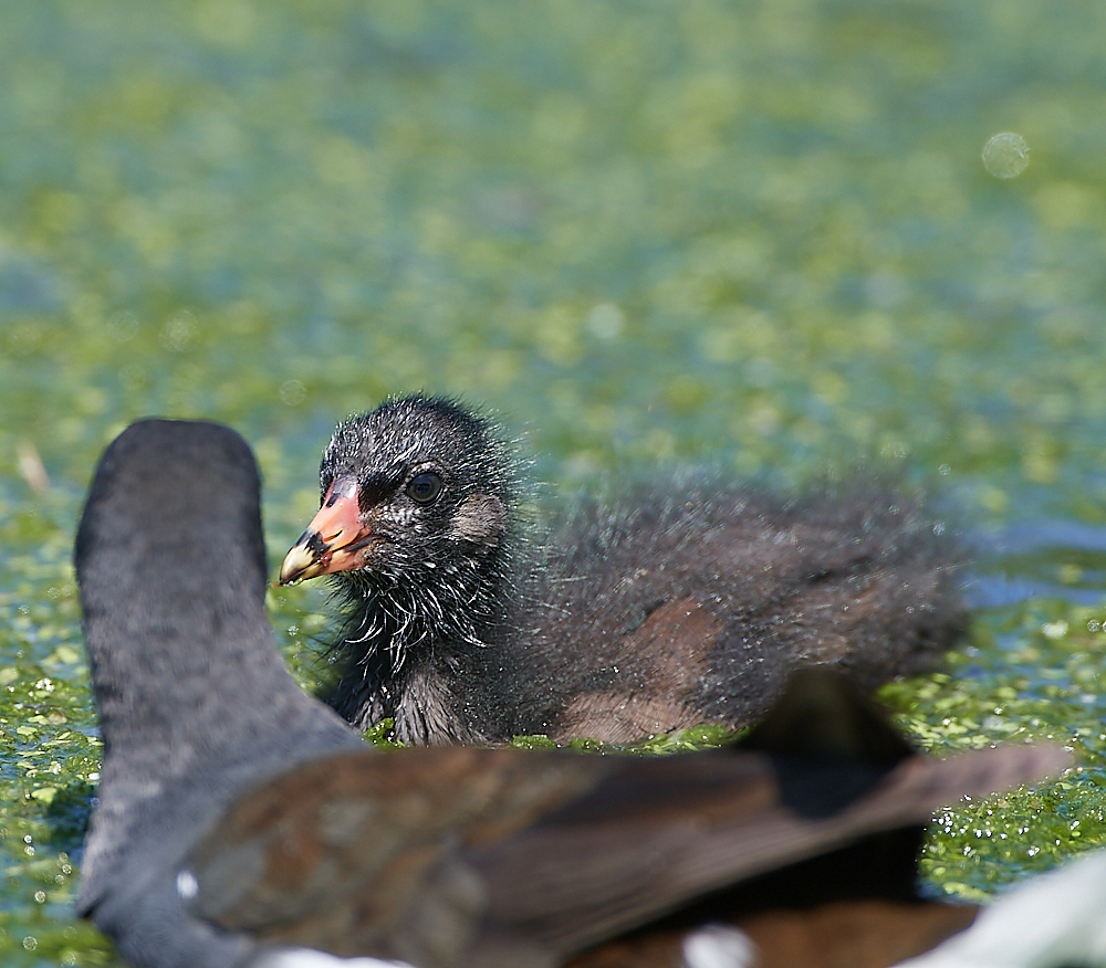 SalthouseMoorhen170721-3