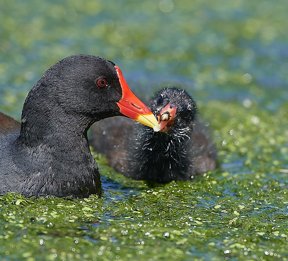 SalthouseMoorhen170721-5