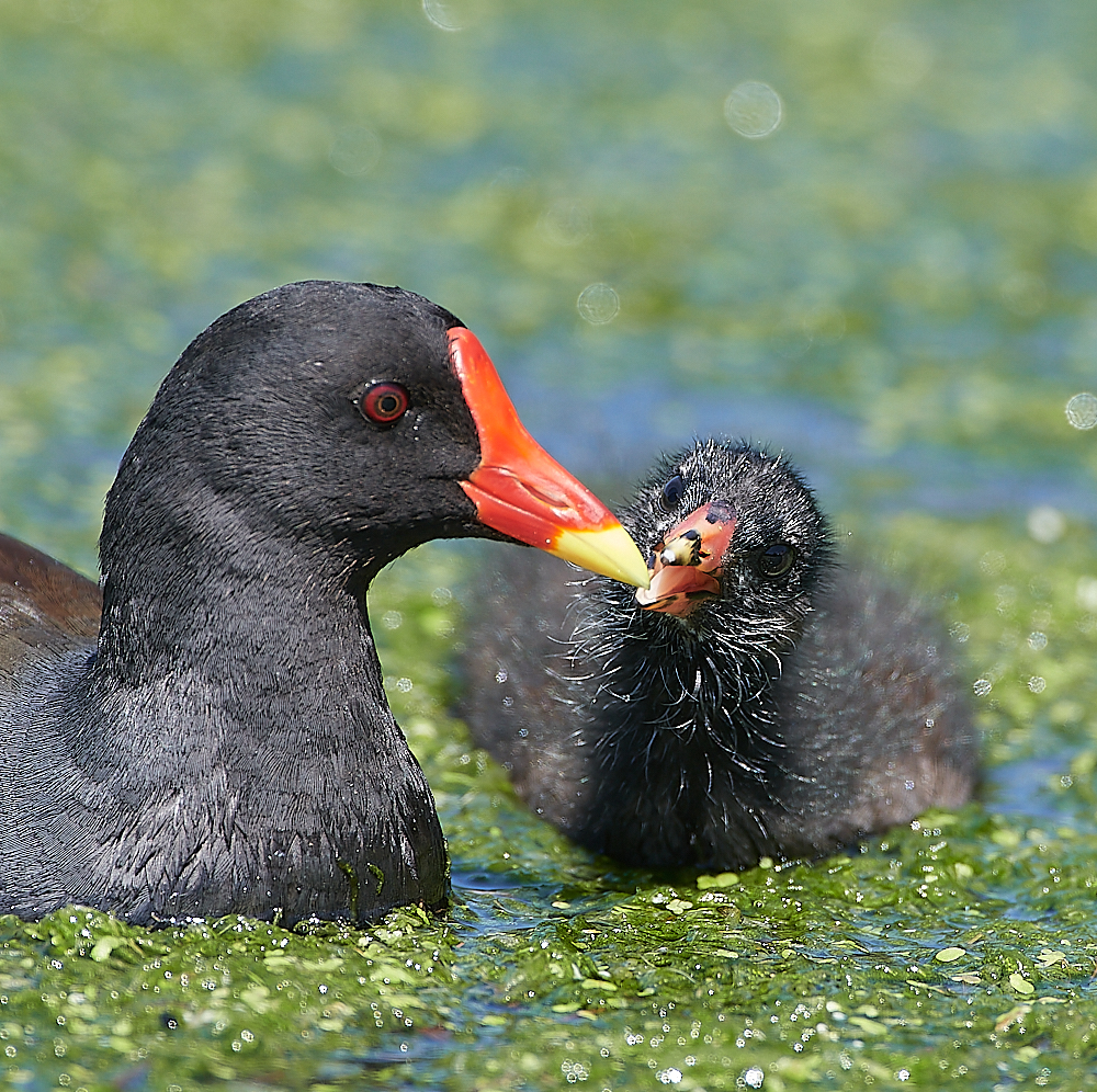 SalthouseMoorhen170721-6