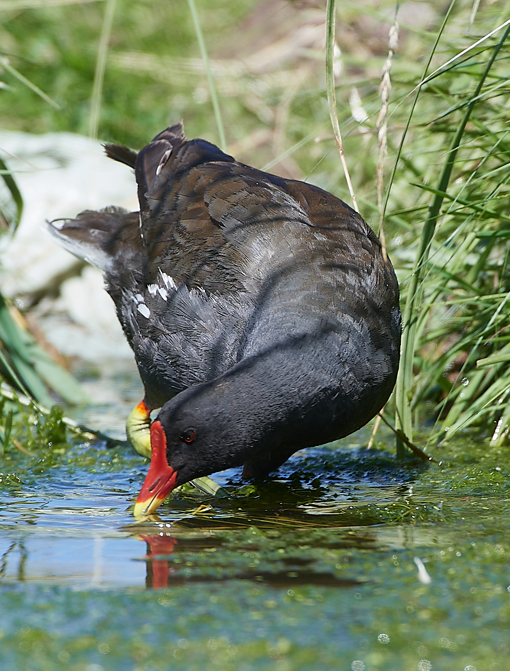 SalthouseMoorhen170721-7