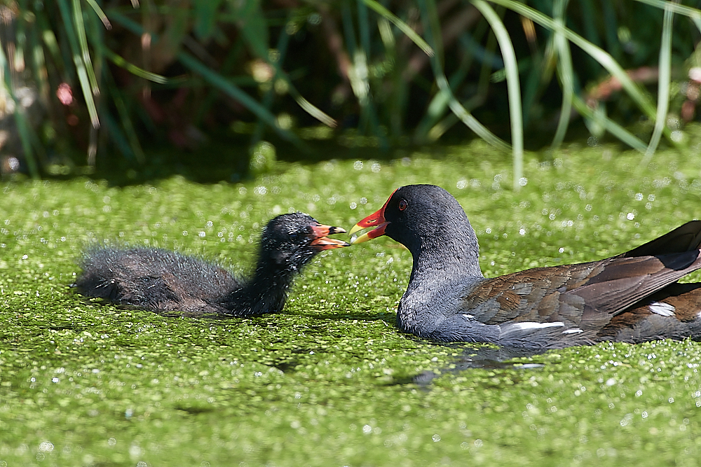 SalthouseMoorhen170721-8