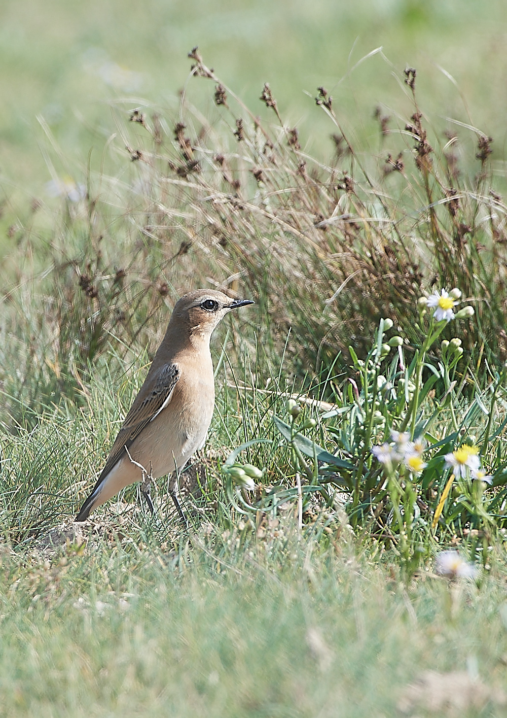 SalthouseWheatear090921-1