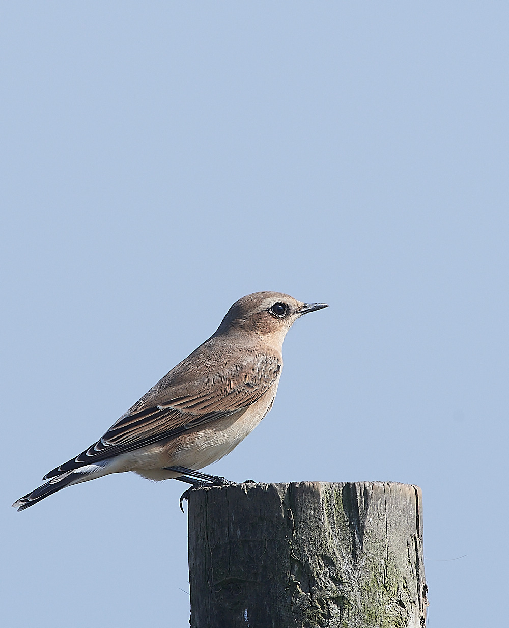 SalthouseWheatear090921-15