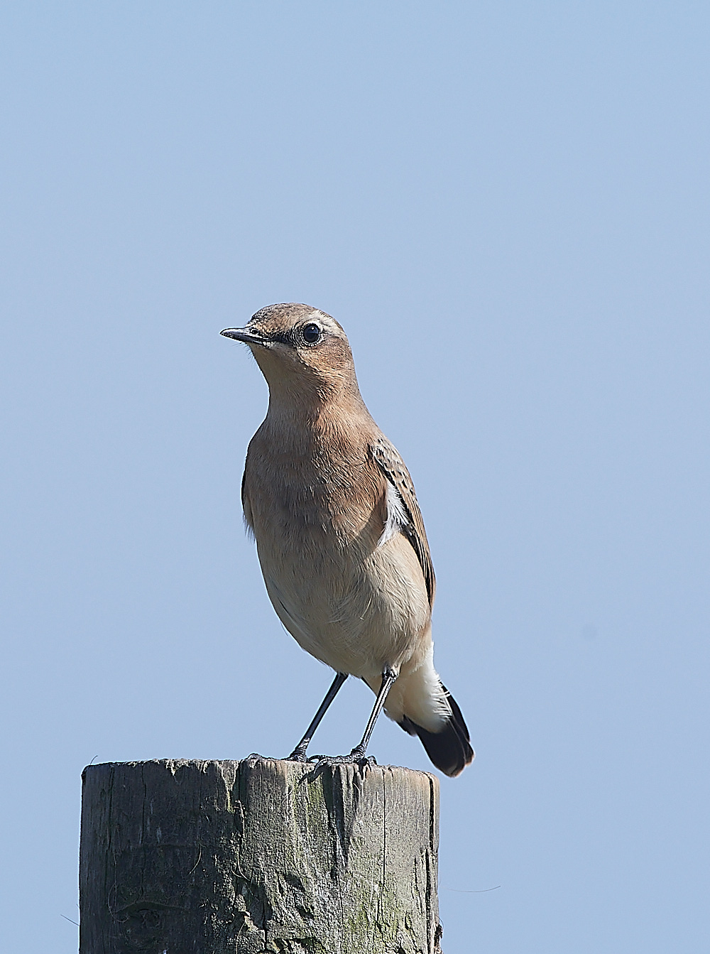 SalthouseWheatear090921-16