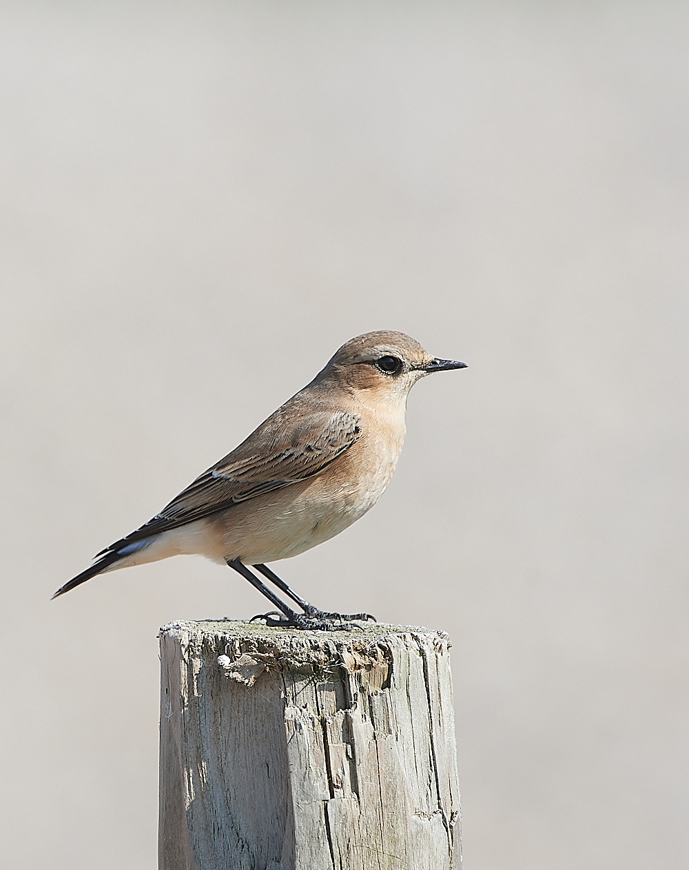 SalthouseWheatear090921-17