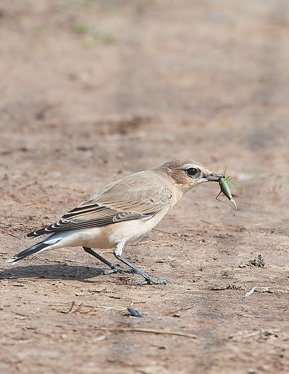 SalthouseWheatear090921-2