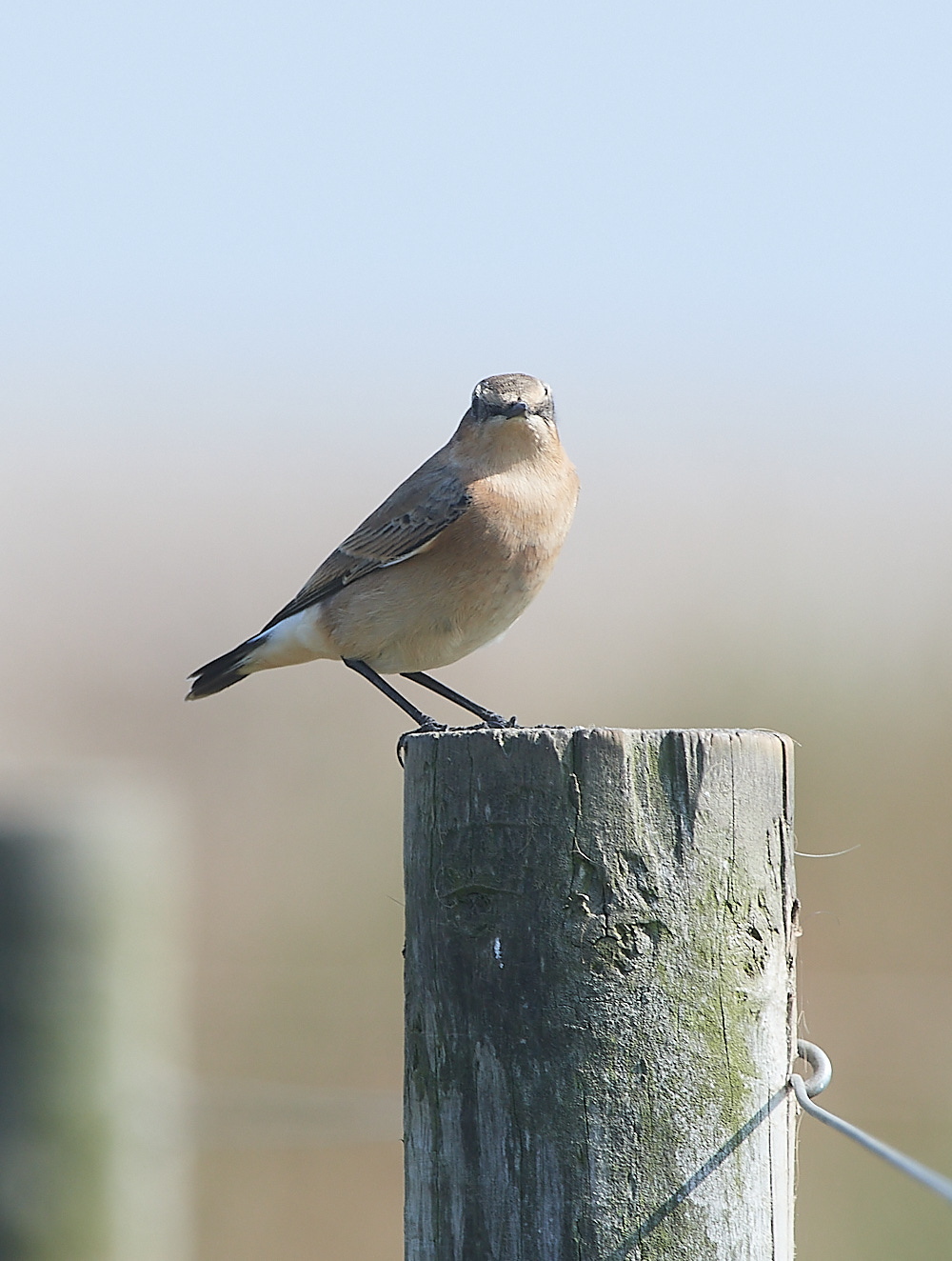 SalthouseWheatear090921-6