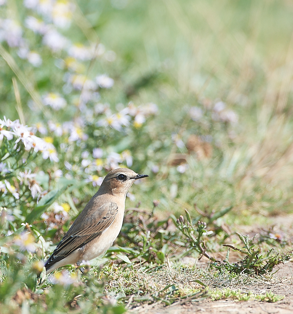 SalthouseWheatear090921-7