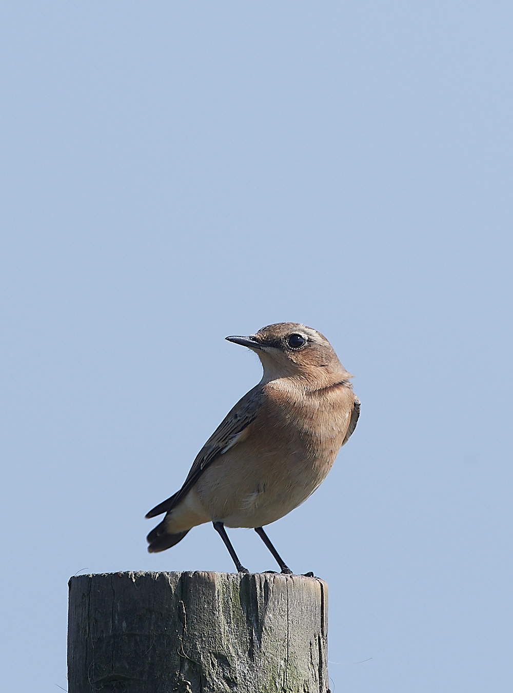 SalthouseWheatear090921-9