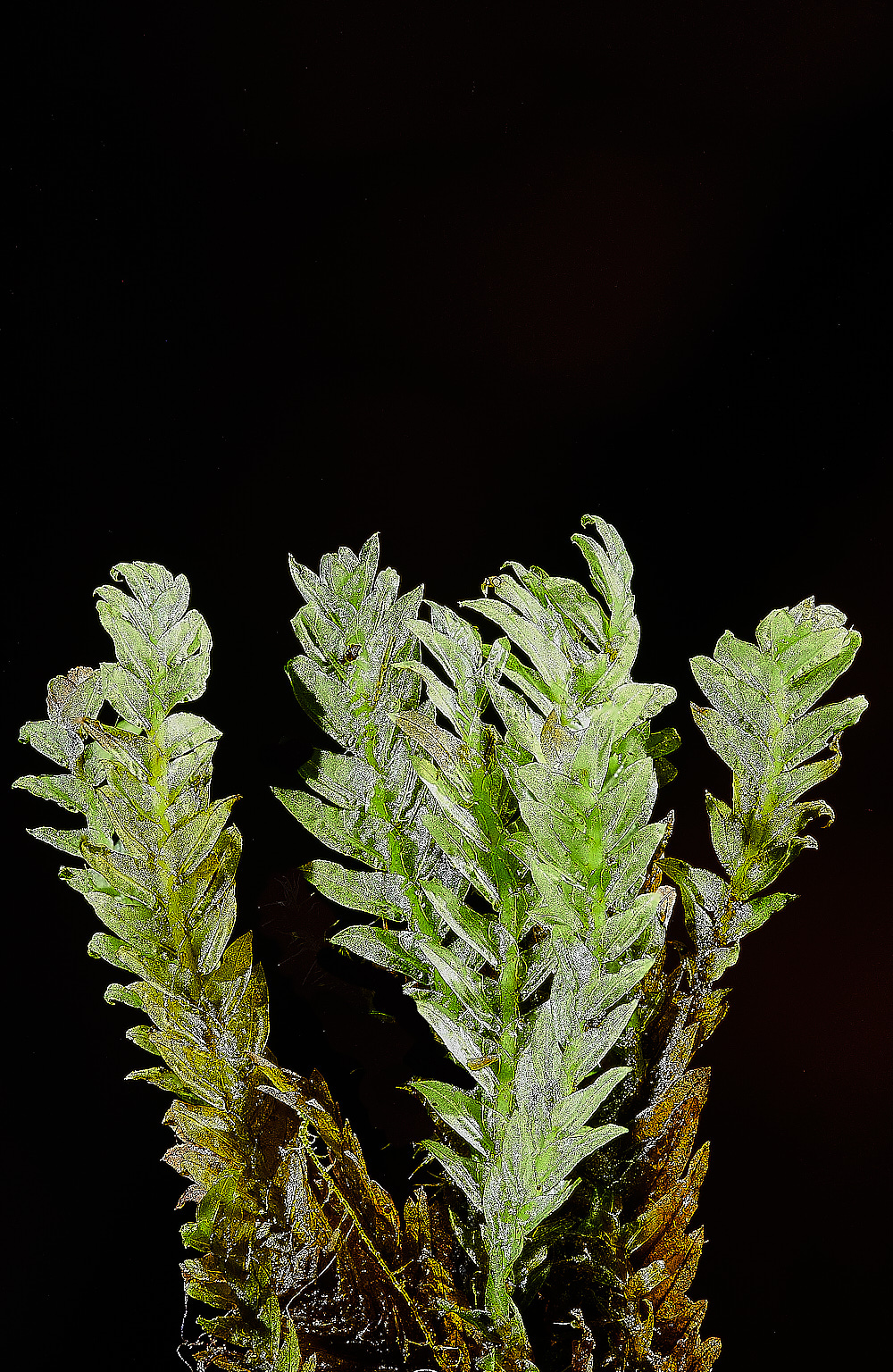 SmallburghFenFissidens070921-1