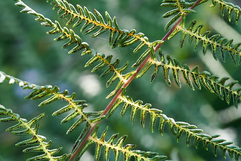 SmallburghFenMarshFern070921-1