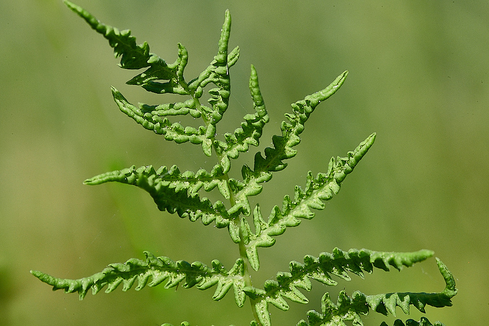 SmallburghFenMarshFern070921-2