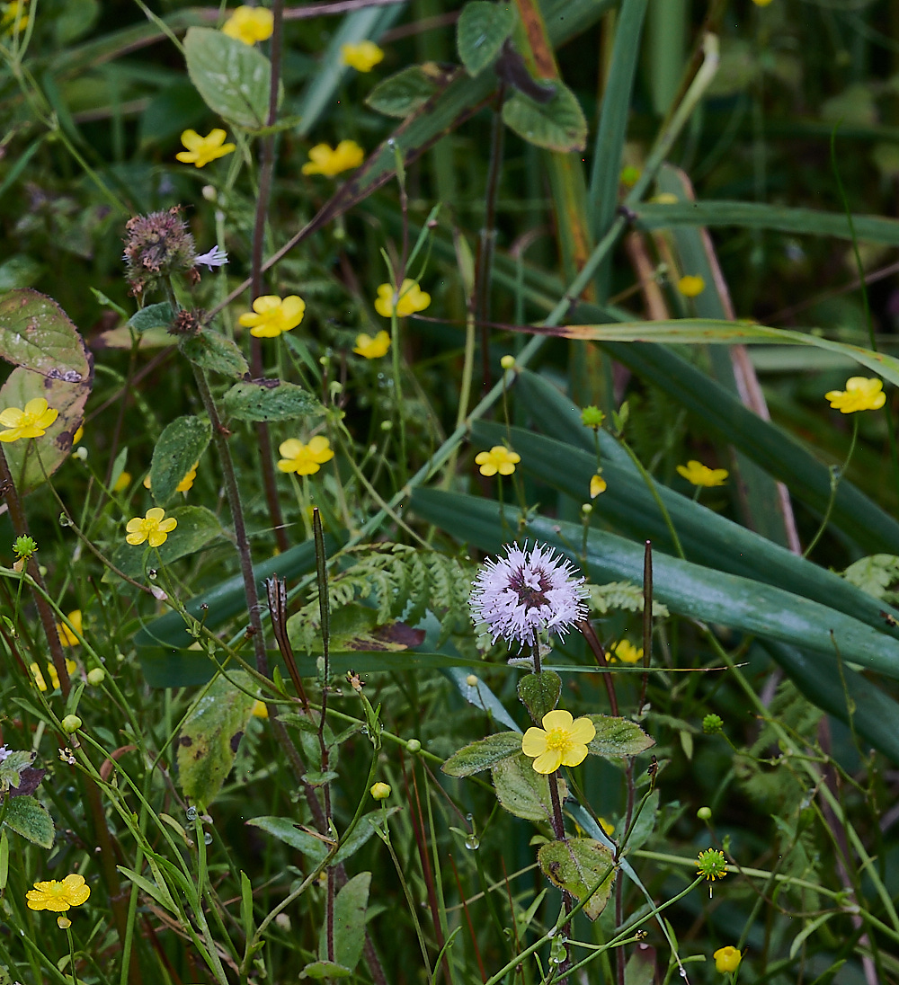 SmallburghFenSpearwort070921-1