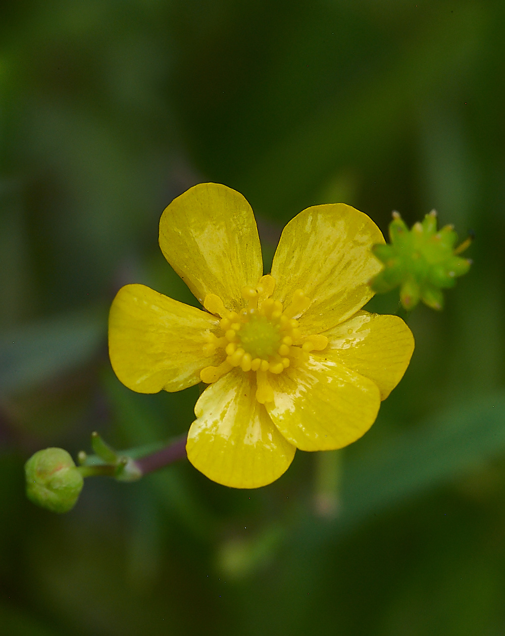 SmallburghFenSpearwort070921-2