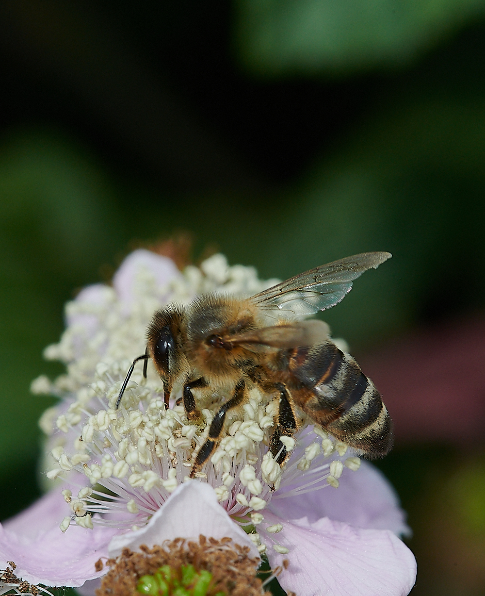 SnattishamAbimaculata270721-2