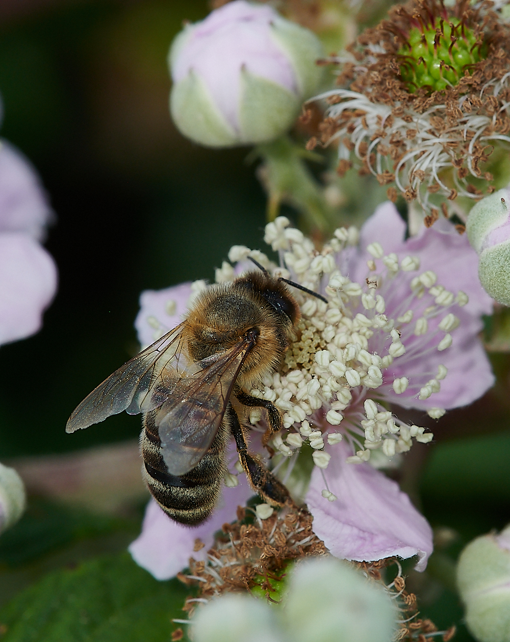 SnattishamAbimaculata270721-4