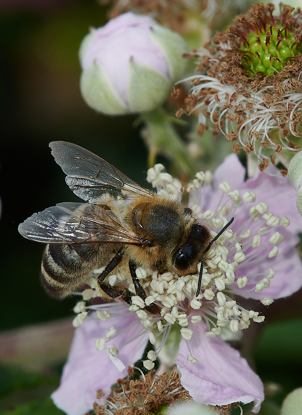 SnattishamAbimaculata270721-5