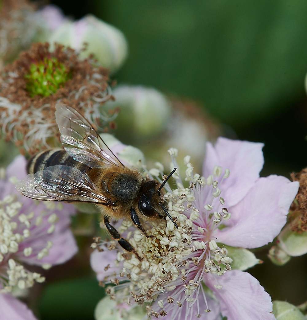 SnattishamAbimaculata270721-6