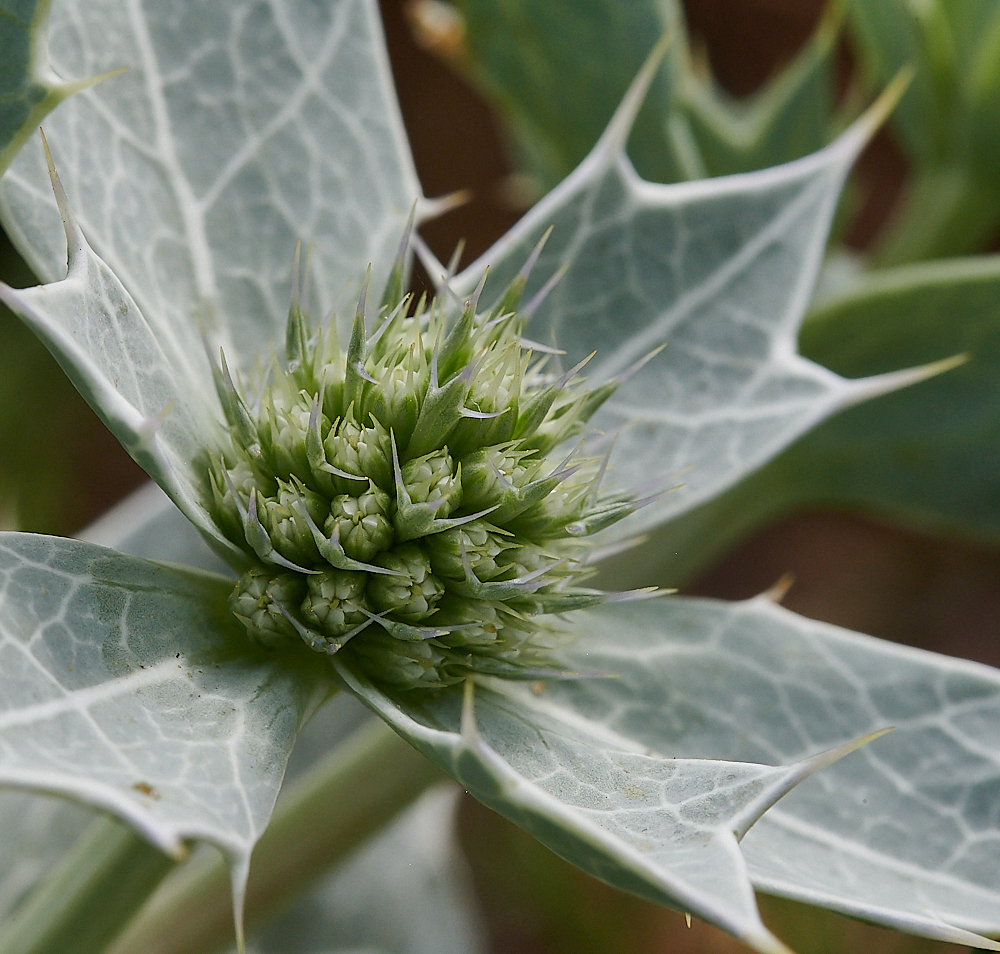 SnattishamSeaHolly270721-1