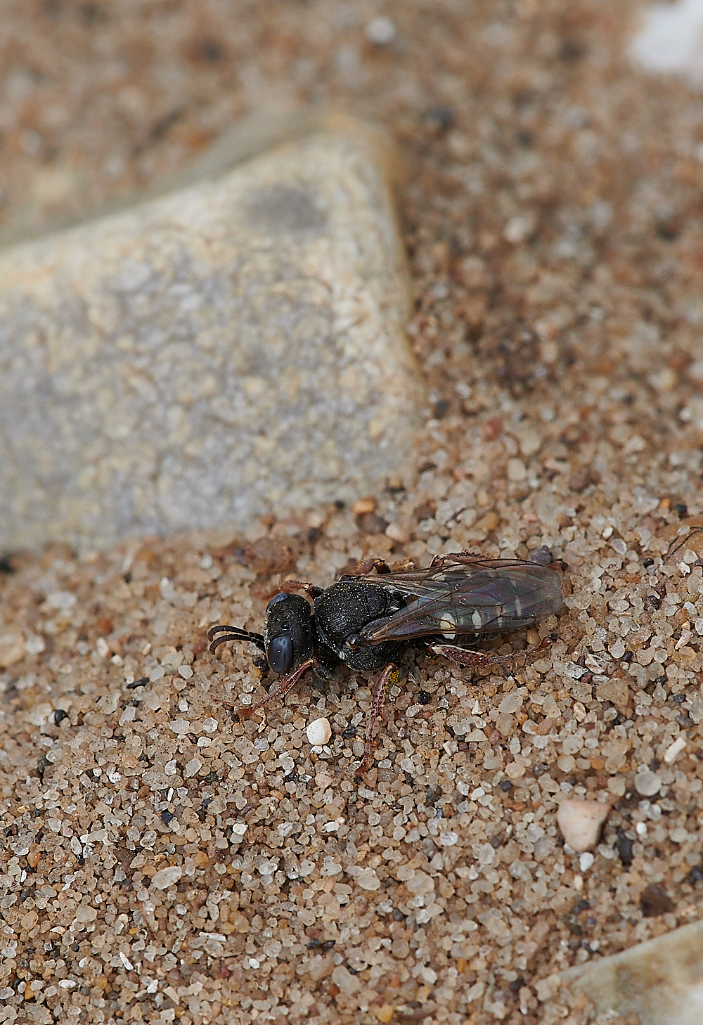 SnattishamSpinyWasp270721-1